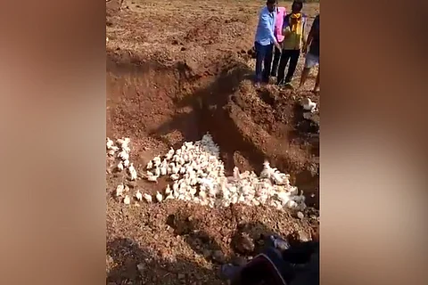 Watch: Thousands of chickens buried alive in Karnataka over coronavirus fears