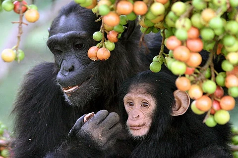  Chimpanzees eat plants that point to new ways of treating diseases