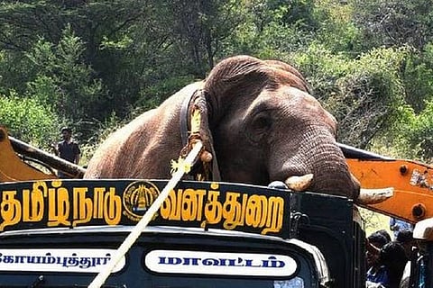What is the way out of elephant-human conflicts in TN? Experts weigh in
