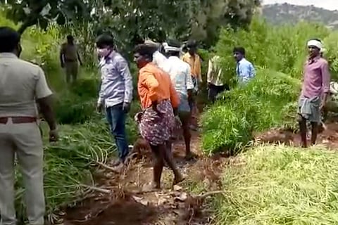 Ganja farm busted by Karnataka police