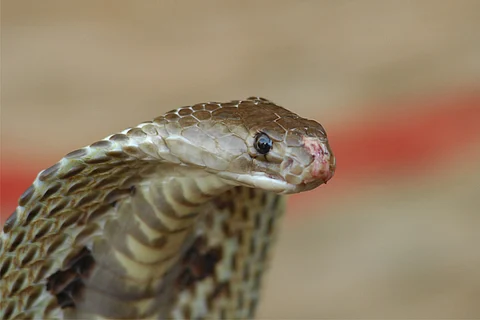Commercial antivenom used in India ‘largely ineffective’, finds IISc study
