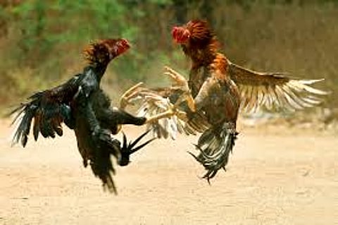 SC orders status quo on cock fights in Andhra