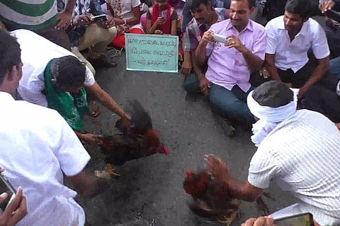 With cockfights and traditional dances, Coimbatore protesters condemn jallikattu ban