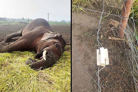 Elephant electrocuted in Coimbatore