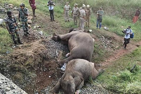 The bodies of two elephants which died after colliding with a train outside Coimbatore