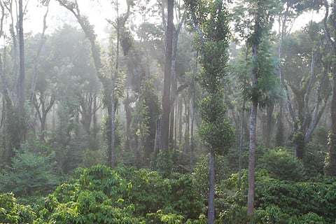 Misty morning in coffee estate in Coorg