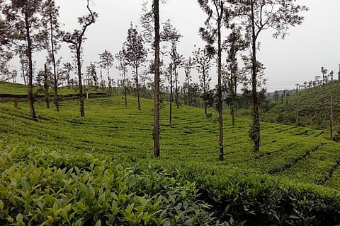 Karnataka govt to promote tourism in coffee-growing districts