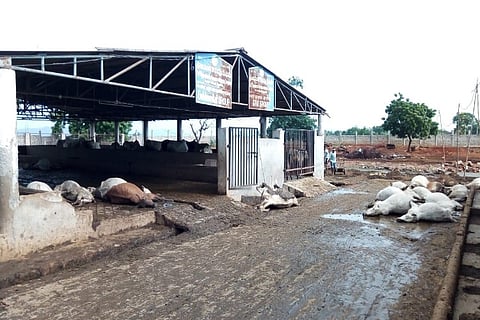 85 cows found dead in Andhra cow shelter, officials say foul play unlikely