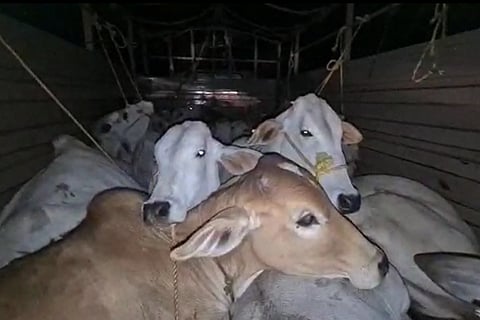 The cows being transported in the van