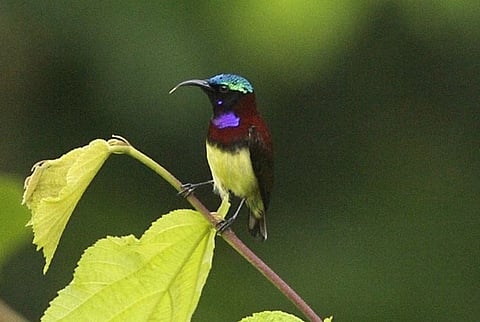 Common birds endemic to Western Ghats see steep decline in past 25 years