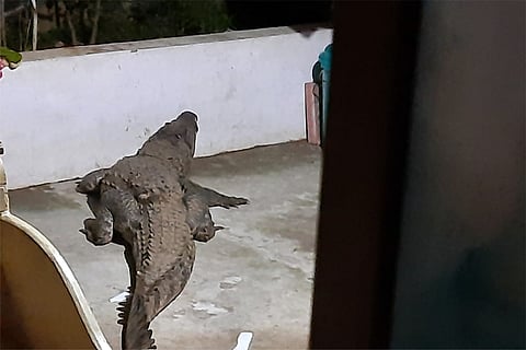 Crocodile outside a house in Kerala
