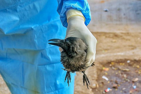 A crow being taken for collecting sample