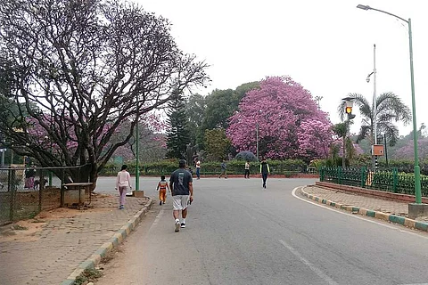 Cubbon park