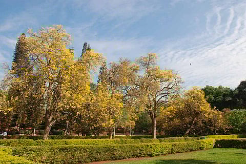 Cubbon Park ablaze with the blooms of yellow tabebuias
