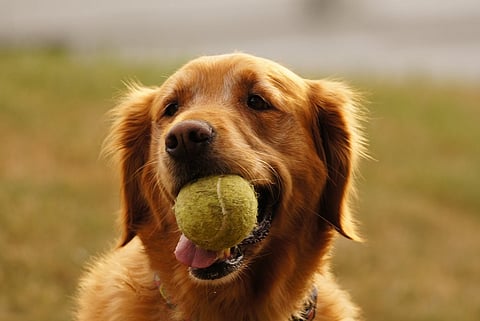 BBMP withdraws controversial 'one dog per apartment' notification, informs HC