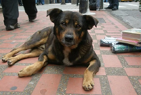 See an animal in distress but don’t know what to do? In Chennai, turn to AnimApp