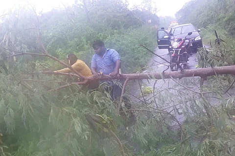 Nellore police removing a fallen tree from the road in VK Padu mandal