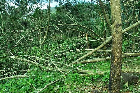 Ockhi leaves 7 lakh fallen plantations in Kanyakumari, economy set to face setback