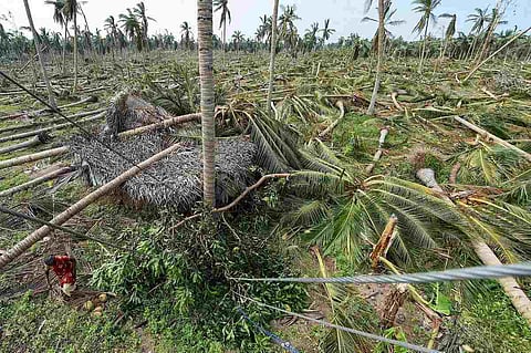 18 months since Cyclone Gaja, many TN farmers say crop insurance denied to them
