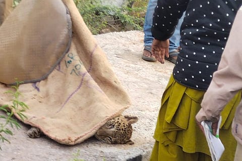 Leopard killed in accident on highway in Andhra Pradesh