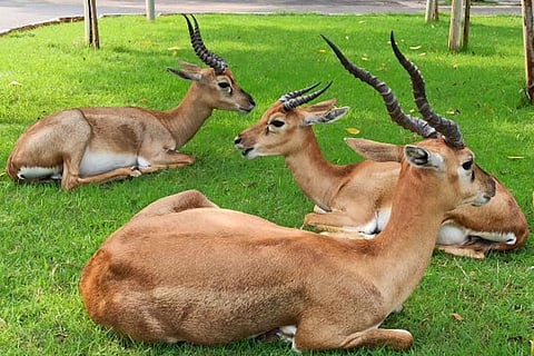 Deer inside IIT-Madras campus