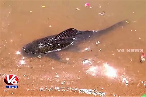 Andhra's notorious 'devil fish' swims into tributary of Musi river near Hyderabad