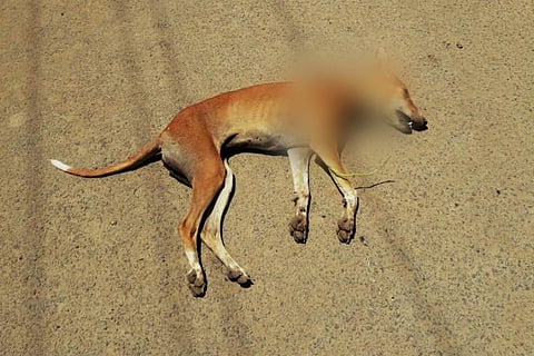 Dog found dead in TN after it bit woman: Did rabies fear make locals kill it?