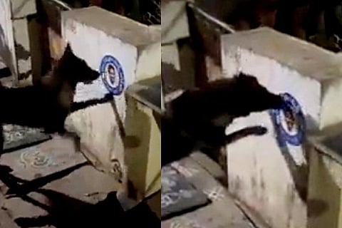 Images of dog tearing Andhra CM poster