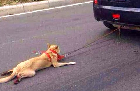 Pictures of Chinese man dragging dog behind his car goes viral, forces him to apologize