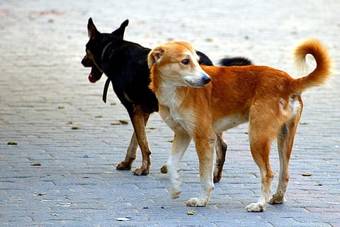 A black and a golden colored dog standing on the street