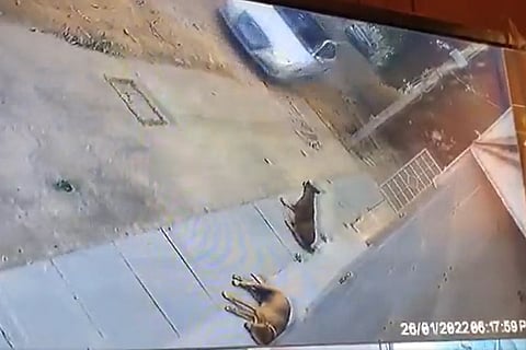 Two dogs sleeping by the side of a road with a white Audi in the frame