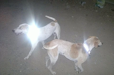 With glowing magic collars, this NGO is saving Chennai’s strays from speeding vehicles