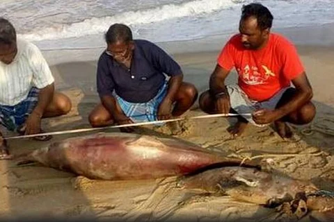 Nearly 14 spinner dolphins found dead on TN coasts in 3 days