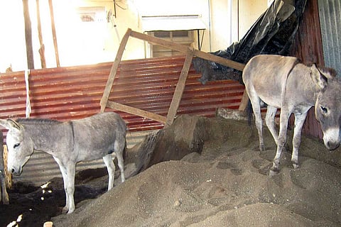 Representative image of a donkey