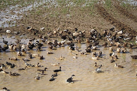 Ducks in paddy field