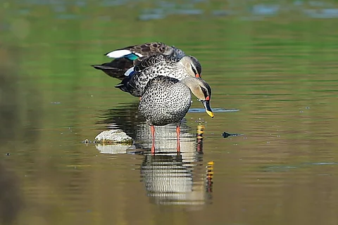 Tamil Nadu bird census: One million birds of 80 species identified in first phase 