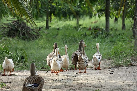 Representative image for Ducks