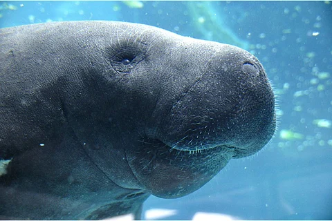 Tamil Nadu to get International Dugong Conservation Centre in Thanjavur 