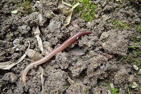 Native breed earthworms are disappearing and here’s why it’s worrisome