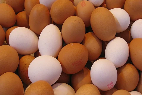 TN govt to now procure mid-day meal scheme eggs from farmers directly
