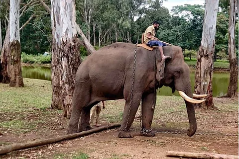 Elephant at a camp