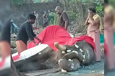 Famed Kerala tusker Balaraman dies, animal activists blame improper care