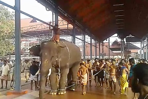 Elephants run amok at Guruvayoor temple during procession, 3 injured