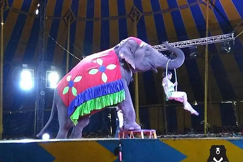 Elephant during circus