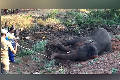 A 20-year-old male elephant that recently succumbed in Madukkarai