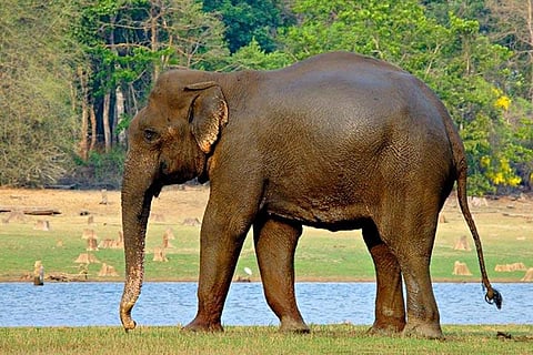 An elephant walking by a river