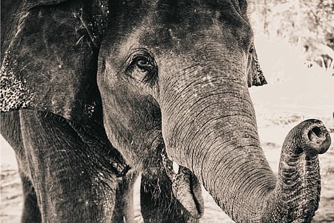 Lack of available ‘kumki’ elephants stalls capture of wild elephant in Wayanad