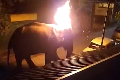 Elephant on fire
