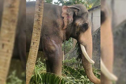 Injured elephant