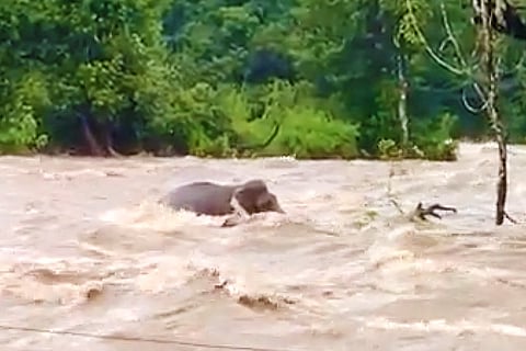 An elephant almost under water in the middle of a river